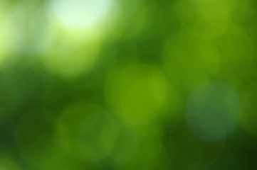 green bokeh