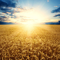 Field of wheat