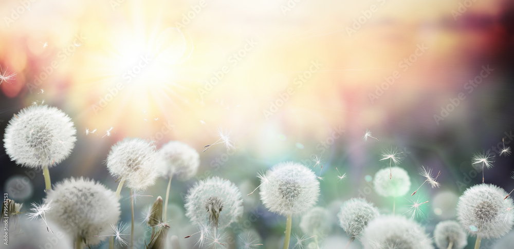 field of dandelion in sunset - bokeh and allergy - obrazy, fototapety, plakaty 