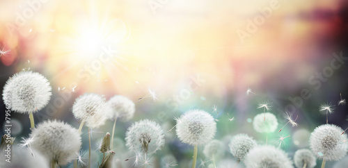 Naklejka dekoracyjna field of dandelion in sunset - bokeh and allergy