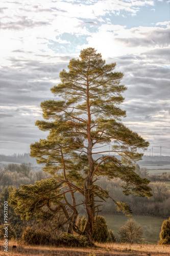 samotne-drzewo-iglaste-ogromna-choinka