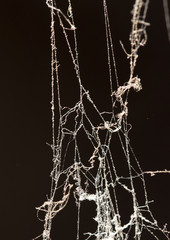 Wall Mural - abstract background old spider webs