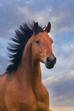 Fototapeta Konie - Beautiful bay stallion running against blue sky