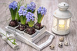 Easter decorations with blue hyacinth flowers