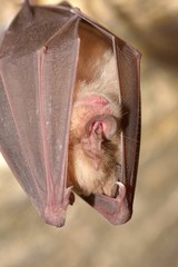 Wall Mural - Greater horseshoe bat( Rhinolophus ferrumequinum)