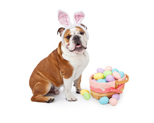 Easter Bunny English Bulldog