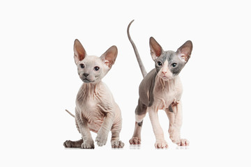 Cat. Several Don sphynx kittens on white background