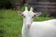 Beautiful white goat