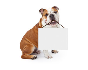 Wall Mural - English Bulldog Holding Blank Sign