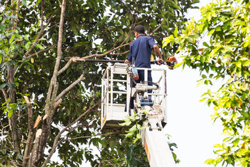 Worker on crane cutting tree branches with a chain saw