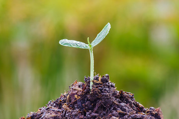 Canvas Print - Sapling of the tree  in the morning.