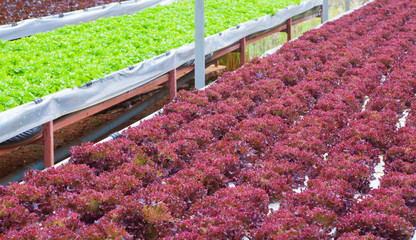 Wall Mural - Fresh red lettuce grown in hydroponic systems.. .