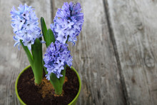 Blue Hyacinths In A Pot