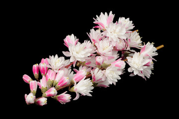 Wall Mural - Fuzzy Deutzia Flowers on Black Background