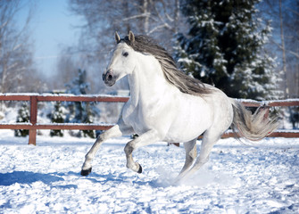 Wall Mural - White andalusian horse in paddock