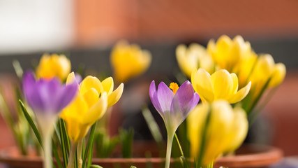 erste Krokusse