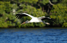 Wood Stork Flying Low Above Water
