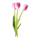 Fototapeta Tulipany - Beautiful Pink Realistic Tulip Vector Illustration