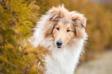 Portrait Of Rough Collie Dog In The Bush