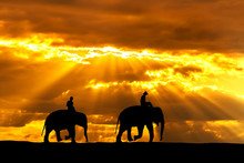 Silhouette Elephants On Sunset In Thailand