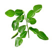 © khumthong - Bergamot leaves on white background