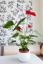 Indoor Red Anthurium Flower In  Interior