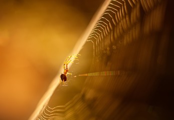 Wall Mural - Spider on web