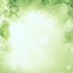 Wall Mural - Abstract greenery foliage morning sunlight background