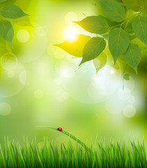 Aufkleber - Nature background with green spring leaves . Vector illustration