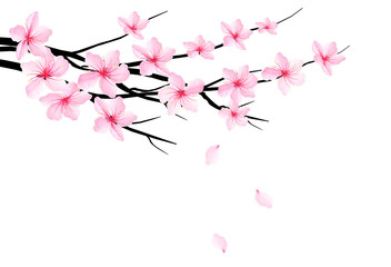 Aufkleber - Spring background with blossom branch of sakura. Vector