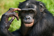 Portrait Of A Bonobo. Close-up. Rare Picture.