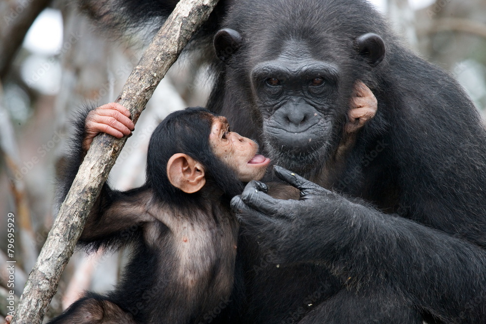 Female chimpanzee with a baby. Funny frame. - obrazy, fototapety, plakaty 