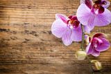 Fototapeta Storczyk - Orchid flower.