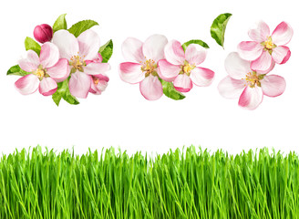 Canvas Print - spring nature objects. apple tree blossoms and fresh green grass