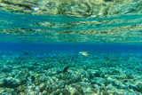 Fototapeta Do akwarium - Underwater panorama