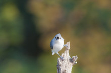 Tufted Titmouse Stare