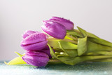 Fototapeta Tulipany - Close up on purple tulips