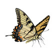 Swallowtail Butterfly - Papilio glaucus
