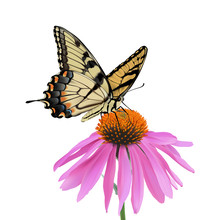 Swallowtail Butterfly And Coneflower