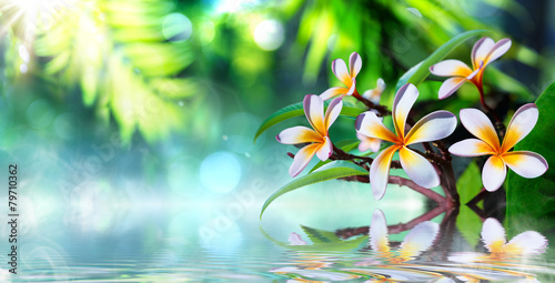 Cuadros en Lienzo Jardín zen con frangipani y vapor sobre el agua