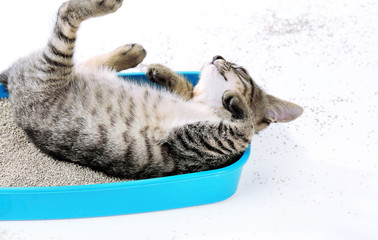 Wall Mural - Cute kitten with tray of sand isolated on white