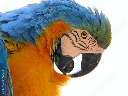 Naklejka - mata magnetyczna na lodówkę parrot bird animal head