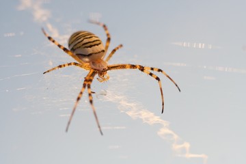 Wall Mural - Spider on web