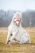 White shetland pony making a trick
