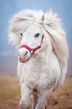 Portrait Of White Shetland Pony With Long Mane