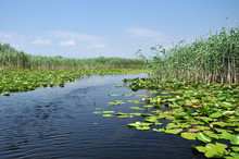 Lake With Water Lilies In The Danube Delta, Romania