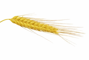 Sticker - yellow wheat isolated ear