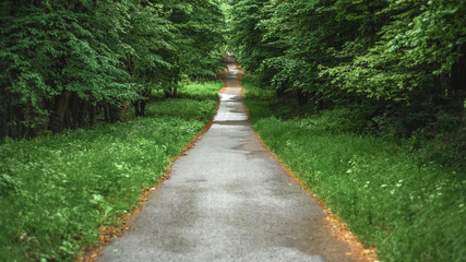 Long straight wet forest asphalt road in the beautiful vivid fresh green spring foliage framed by dry yellow leaves from the previous autumn