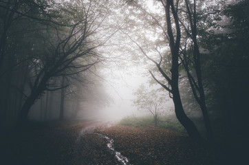 Wall Mural - dark forest path