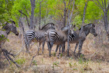 Fototapeta Sawanna - plains zebra, Equus quagga,   Zimbabwe